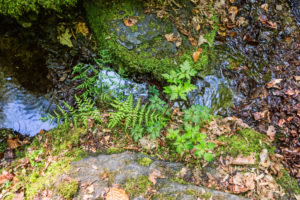 Kleiner Zufluss zum Ehrbach mit Farn und Moos bewachsen Kleiner Zufluss zum Ehrbach mit Farn und Moos bewachsen